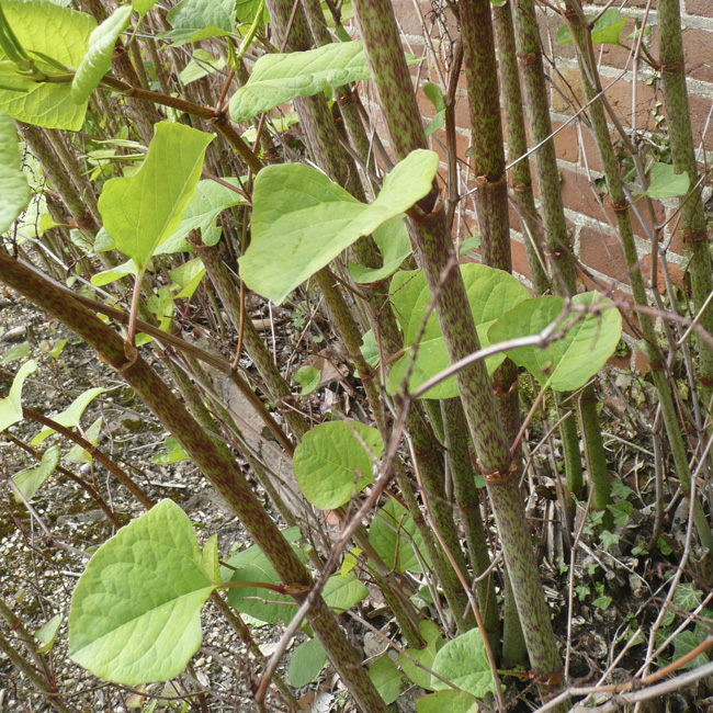 Is Japanese Knotweed a problem?