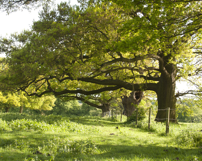 Native English Oak Tree