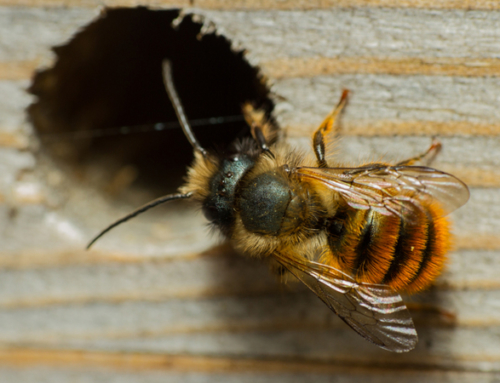 The bee that gets a buzz from buildings!