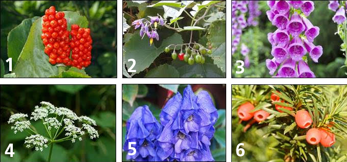 Poisonous garden plants