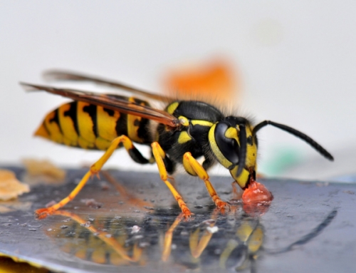 Dealing with Wasps and Hornets