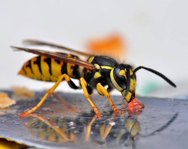 Dealing with wasps and hornets